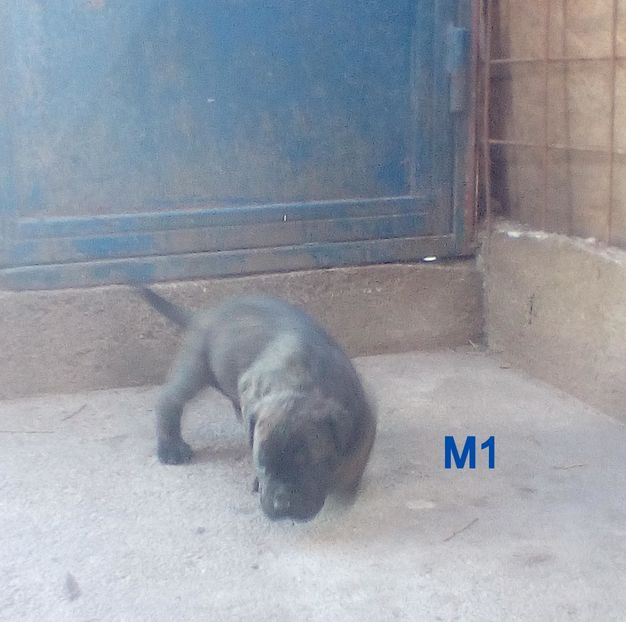  - Vanduti Pui Presa Dogo Canario cu pedigree cuibul R