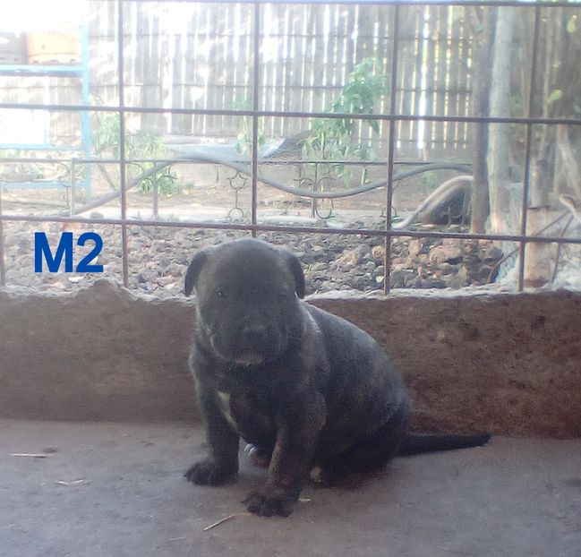  - Vanduti Pui Presa Dogo Canario cu pedigree cuibul R