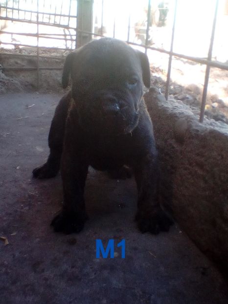  - Vanduti Pui Presa Dogo Canario cu pedigree cuibul R