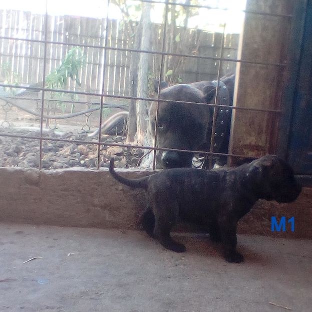  - Vanduti Pui Presa Dogo Canario cu pedigree cuibul R
