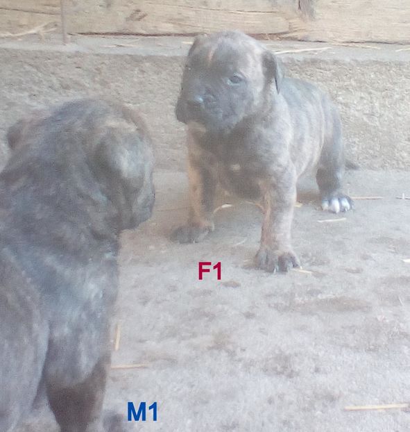  - Vanduti Pui Presa Dogo Canario cu pedigree cuibul R