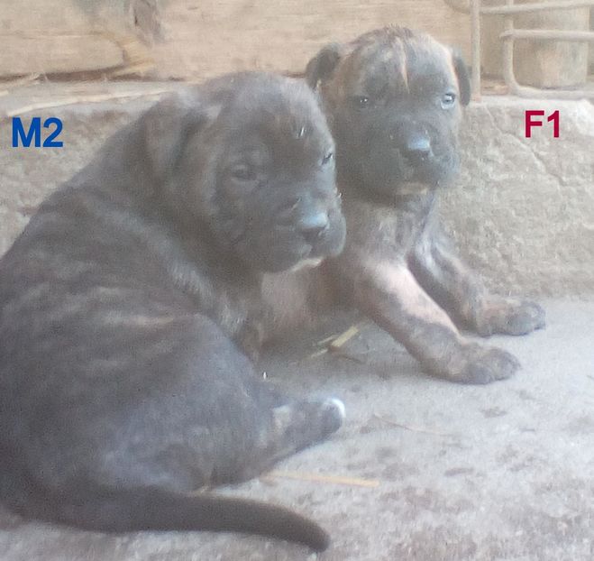  - Vanduti Pui Presa Dogo Canario cu pedigree cuibul R