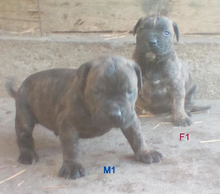 - Vanduti Pui Presa Dogo Canario cu pedigree cuibul R
