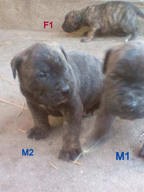  - Vanduti Pui Presa Dogo Canario cu pedigree cuibul R