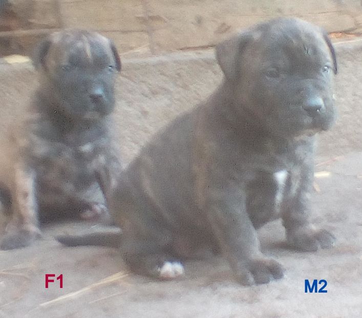  - Vanduti Pui Presa Dogo Canario cu pedigree cuibul R