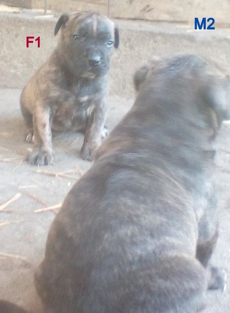  - Vanduti Pui Presa Dogo Canario cu pedigree cuibul R