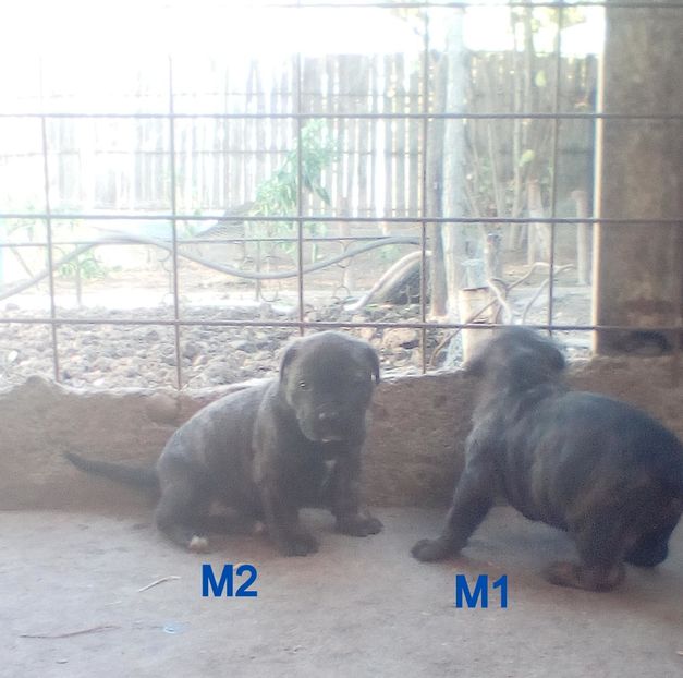  - Vanduti Pui Presa Dogo Canario cu pedigree cuibul R