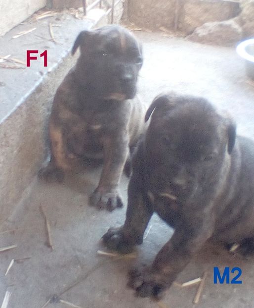  - Vanduti Pui Presa Dogo Canario cu pedigree cuibul R