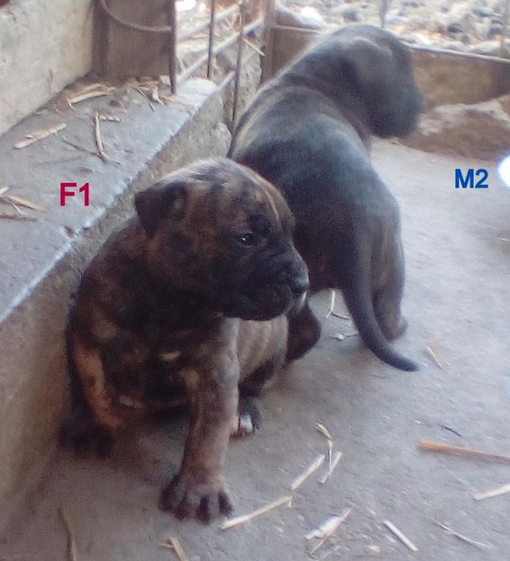  - Vanduti Pui Presa Dogo Canario cu pedigree cuibul R