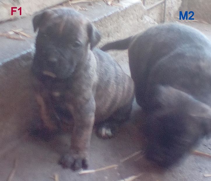 - Vanduti Pui Presa Dogo Canario cu pedigree cuibul R