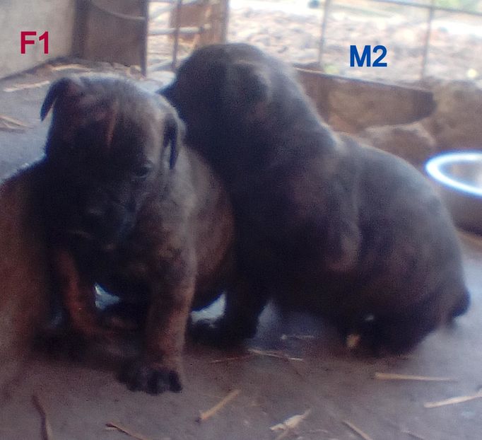  - Vanduti Pui Presa Dogo Canario cu pedigree cuibul R