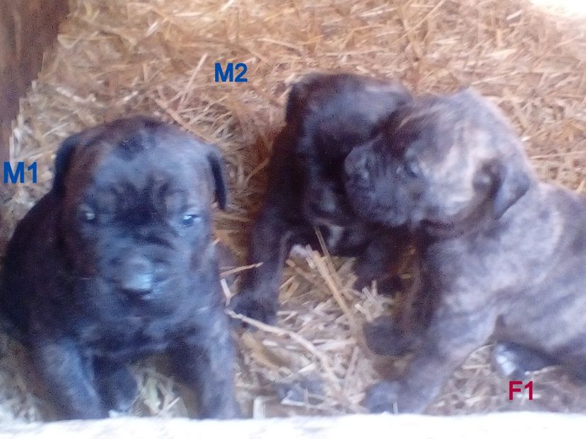  - Vanduti Pui Presa Dogo Canario cu pedigree cuibul R