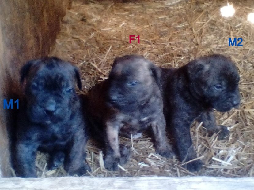  - Vanduti Pui Presa Dogo Canario cu pedigree cuibul R