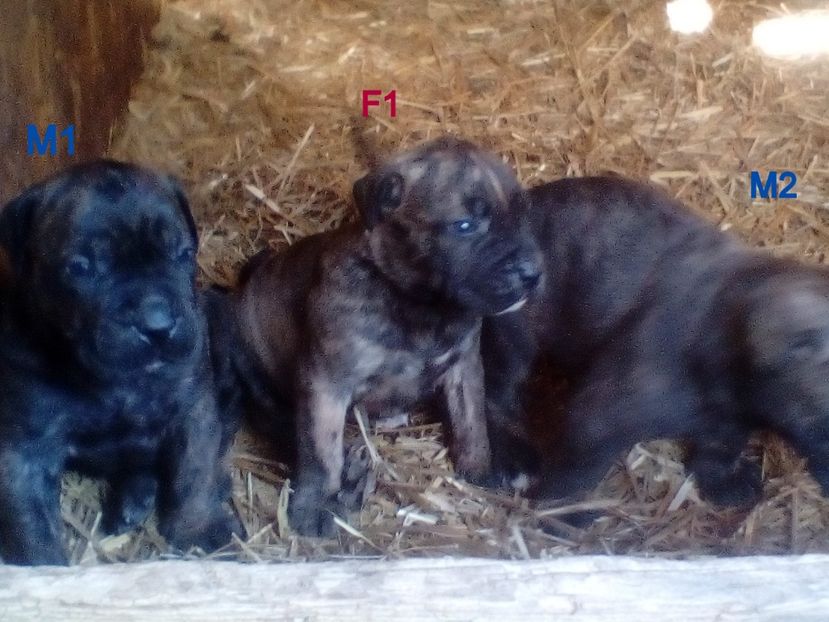  - Vanduti Pui Presa Dogo Canario cu pedigree cuibul R