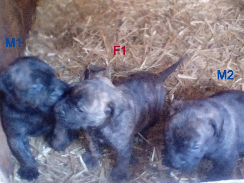  - Vanduti Pui Presa Dogo Canario cu pedigree cuibul R
