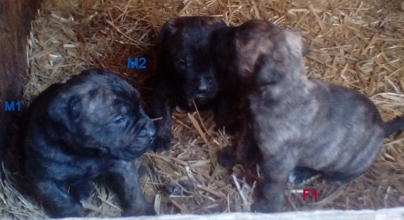 - Vanduti Pui Presa Dogo Canario cu pedigree cuibul R