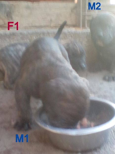  - Vanduti Pui Presa Dogo Canario cu pedigree cuibul R