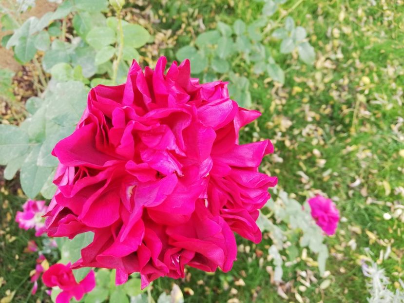  - Gradina noiembrie 2019