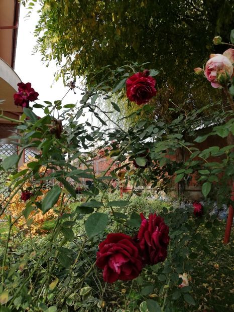  - Gradina noiembrie 2019