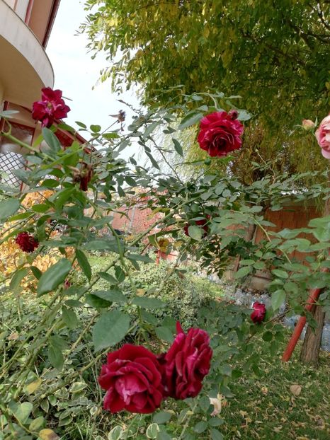  - Gradina noiembrie 2019