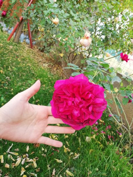  - Gradina noiembrie 2019