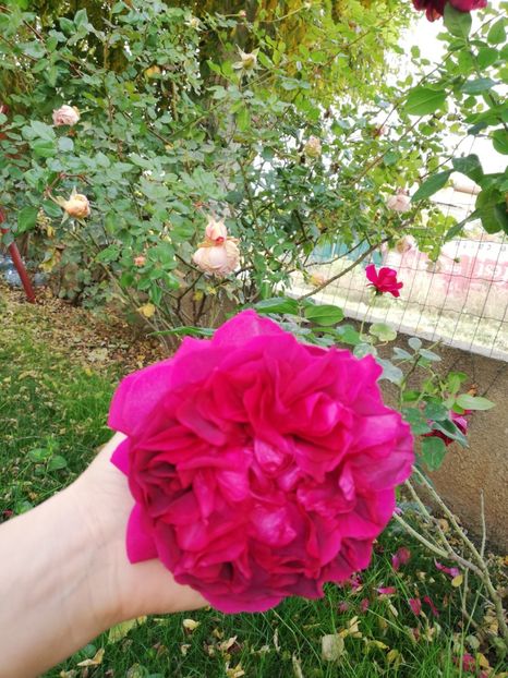  - Gradina noiembrie 2019