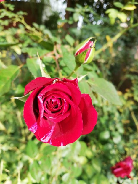  - Gradina noiembrie 2019