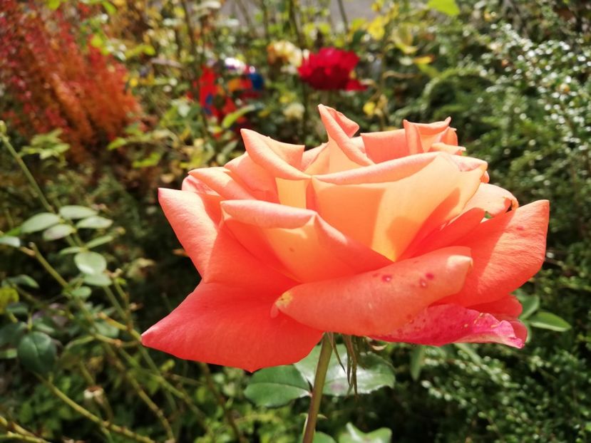  - Gradina noiembrie 2019