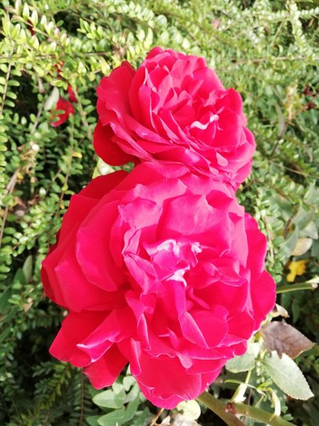  - Gradina noiembrie 2019