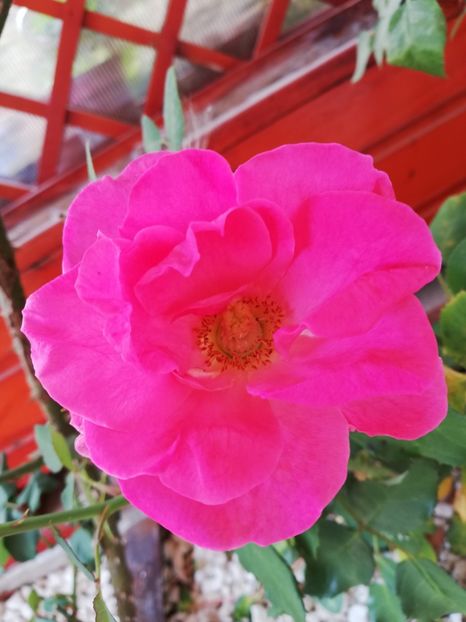  - Gradina noiembrie 2019