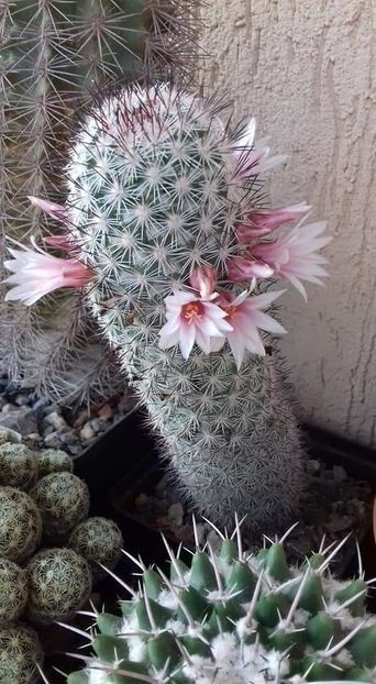 M. Albicans - Mammillaria a-c