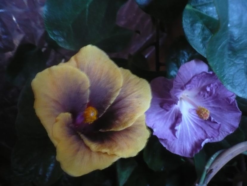 P1430256 - HIBISCUSI 2019-3