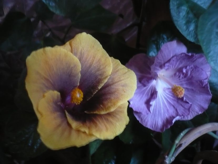 P1430258 - HIBISCUSI 2019-3