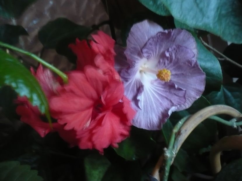 P1430259 - HIBISCUSI 2019-3