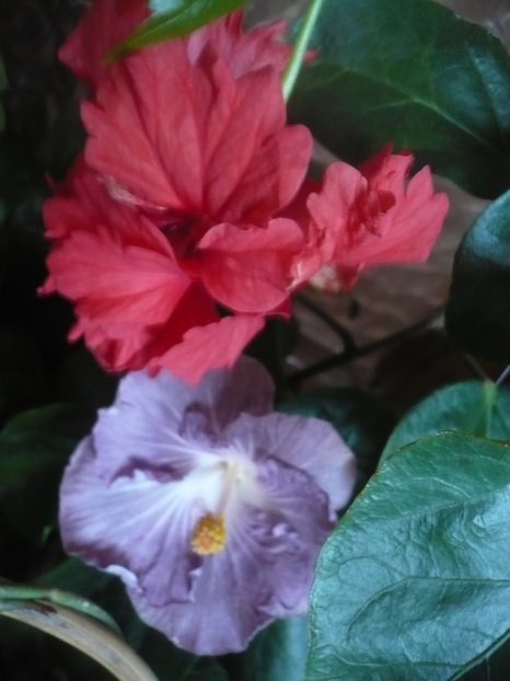 P1430260 - HIBISCUSI 2019-3