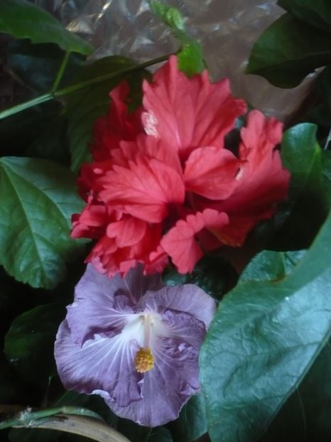 P1430261 - HIBISCUSI 2019-3