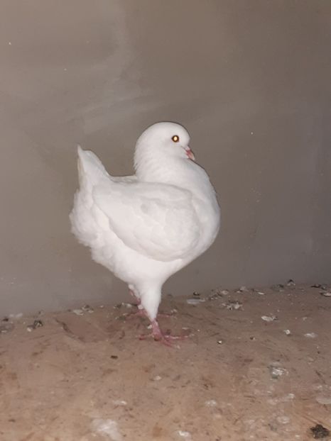  - Porumbei king 2019