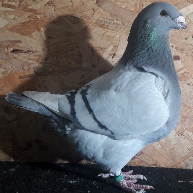  - 3---AGH DAȚI 2019 - 2025