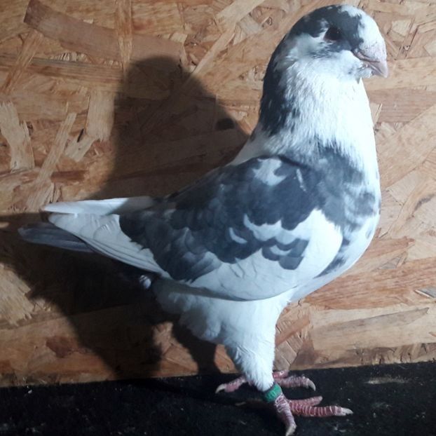  - 3---AGH DAȚI 2019 - 2025