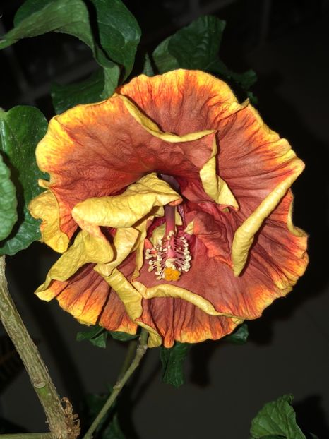 6359ED4B-2AE5-4CAD-B34A-56655B2B1FD6 - Gabriel