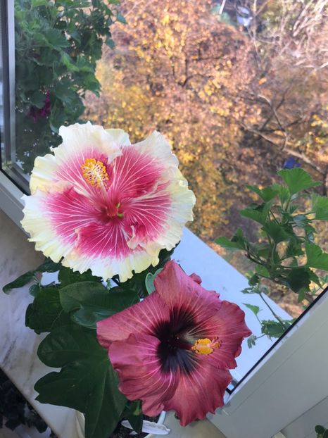 B11F40C2-8CEA-495F-B876-F9FFF83ABAE8 - Flori 2019