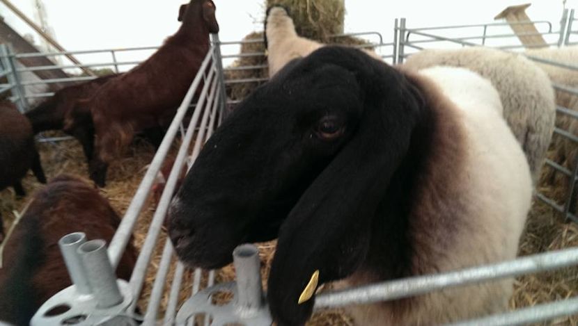 Stirile De Maine - Stirile De Maine 2016-2017