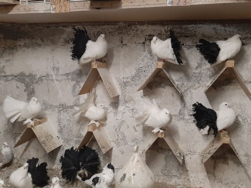  - Voltati albi cu coada neagra și rosie