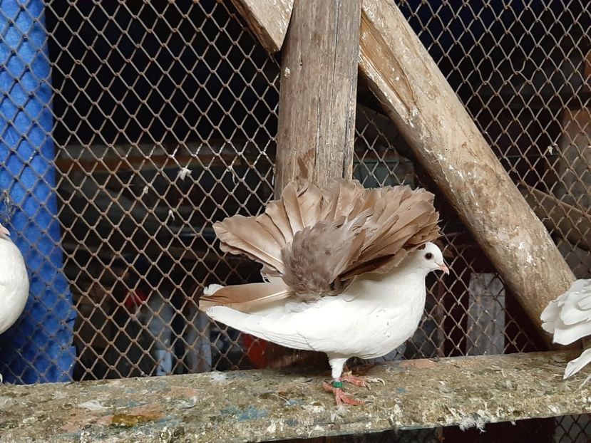  - Voltati albi cu coada neagra și rosie