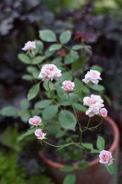  - Baby Cécile Brunner