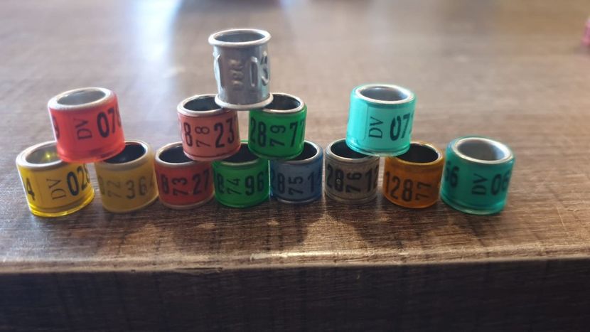 Germania&DDR - Europa