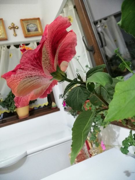 - 000 hibi 2019