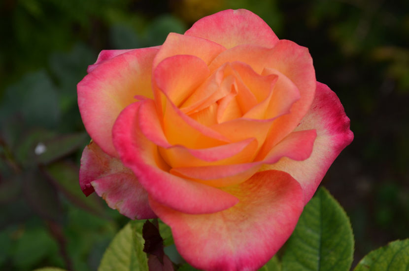  - dragostea  de natura