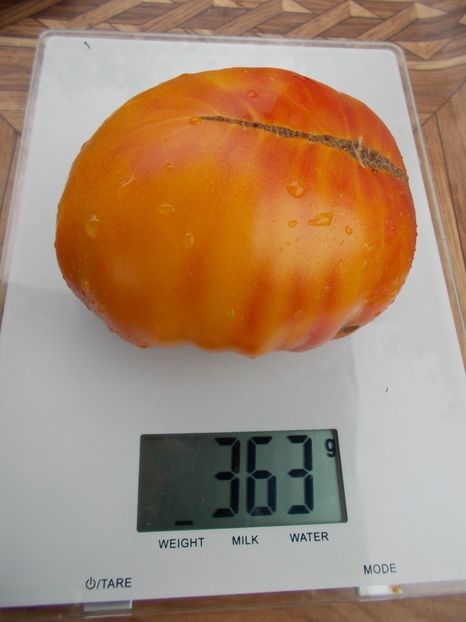  - SEMINTE ROSII - T 417 HAZEL MAE