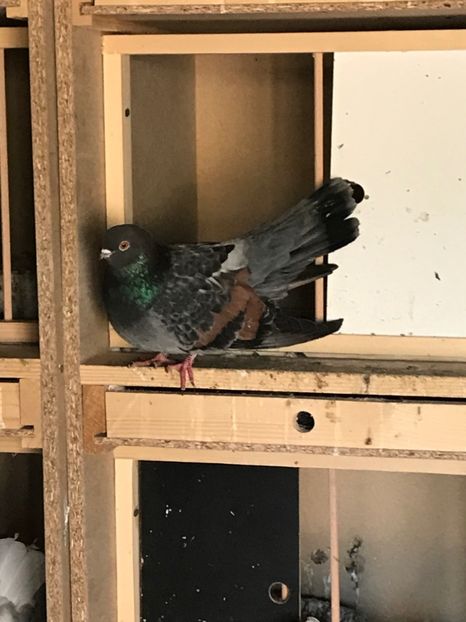 EC08D8B3-0454-4FFF-A87C-740AB9613E0C - Panduri - nu ii mai dețin